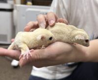 フクロモモンガ　ヤング♀2匹（リューシ＆クリミノ）超懐っこいです♪の画像8