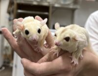 フクロモモンガ　ヤング♀2匹（リューシ＆クリミノ）超懐っこいです♪の画像3