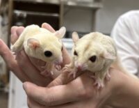 フクロモモンガ　ヤング♀2匹（リューシ＆クリミノ）超懐っこいです♪の画像6