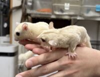 フクロモモンガ　ヤング♀2匹（リューシ＆クリミノ）超懐っこいです♪の画像7