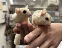 フクロモモンガ　ヤング♀2匹（リューシ＆クリミノ）超懐っこいです♪の画像5