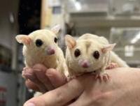 フクロモモンガ　ヤング♀2匹（リューシ＆クリミノ）超懐っこいです♪の画像2