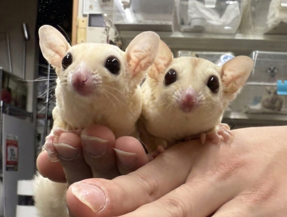 フクロモモンガ　ヤング♀2匹（リューシ＆クリミノ）超懐っこいです♪のメイン画像