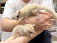 フクロモモンガ　ヤング♀2匹（リューシ＆クリミノ）超懐っこいです♪の画像4