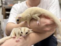 フクロモモンガ　ヤング♀2匹（リューシ＆クリミノ）超懐っこいです♪の画像1