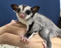 フクロモモンガの画像7