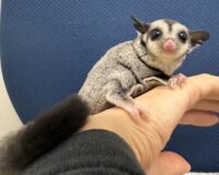 フクロモモンガの画像5