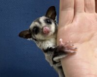 フクロモモンガの画像4