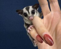 フクロモモンガの画像8