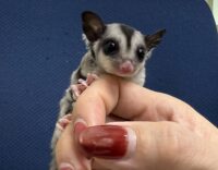 フクロモモンガの画像3