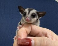 フクロモモンガの画像9