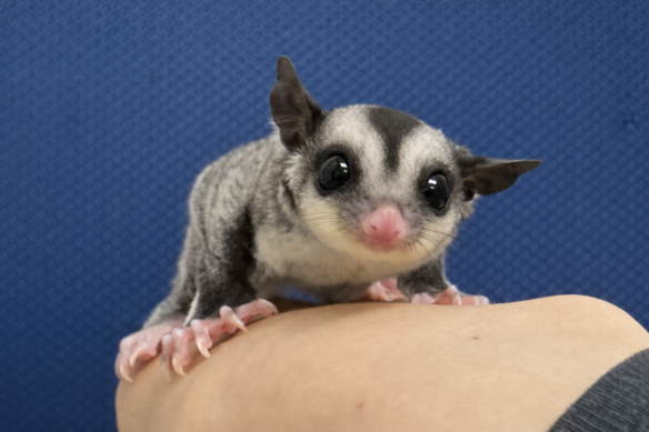 フクロモモンガのメイン画像