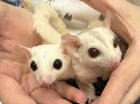 フクロモモンガ　ヤング♂2匹（リューシ＆クリミノ）超懐っこいです♪の画像6