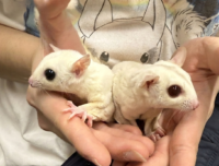 フクロモモンガ　ヤング♂2匹（リューシ＆クリミノ）超懐っこいです♪の画像5