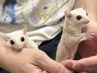 フクロモモンガ　ヤング♂2匹（リューシ＆クリミノ）超懐っこいです♪の画像2