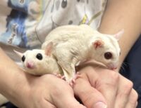 フクロモモンガ　ヤング♂2匹（リューシ＆クリミノ）超懐っこいです♪の画像7