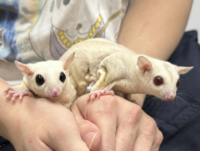 フクロモモンガ　ヤング♂2匹（リューシ＆クリミノ）超懐っこいです♪の画像1