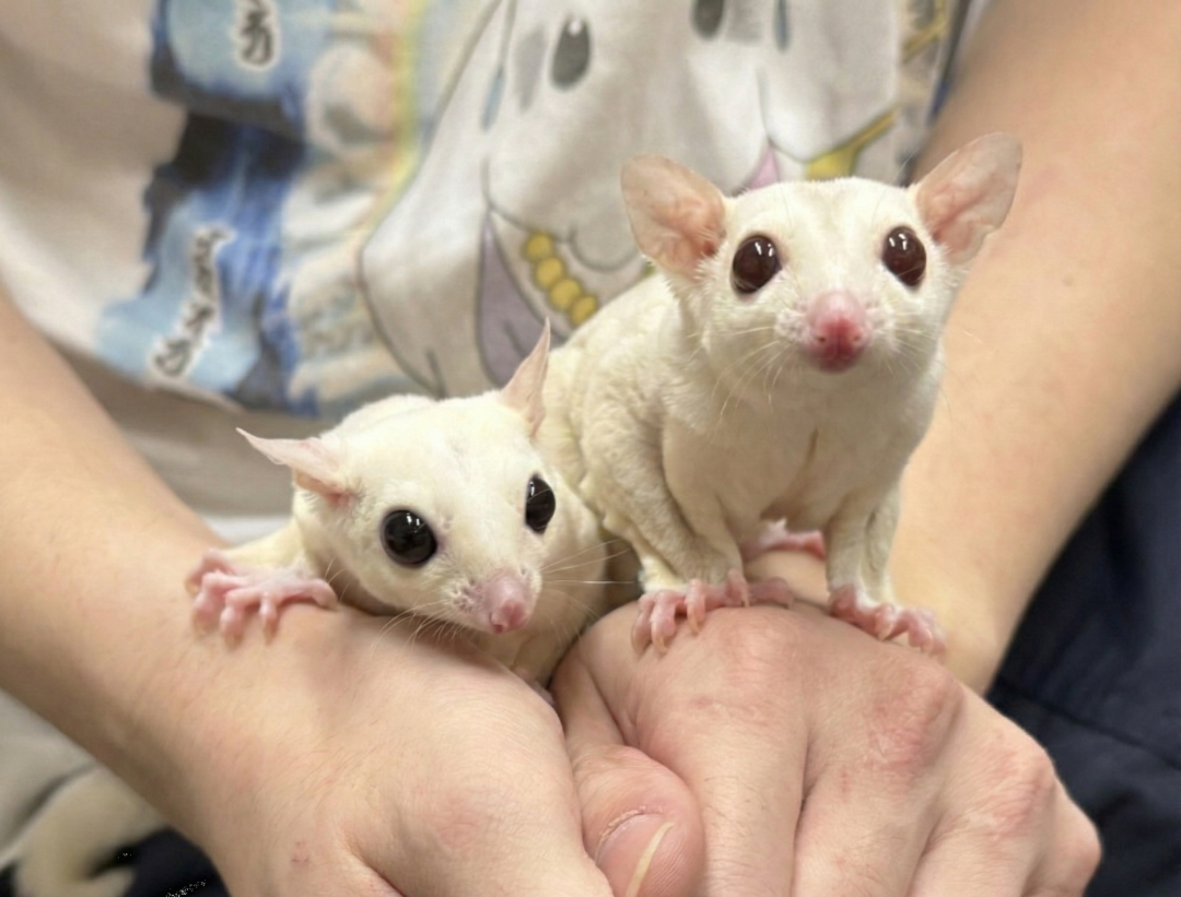 フクロモモンガ　ヤング♂2匹（リューシ＆クリミノ）超懐っこいです♪のメイン画像