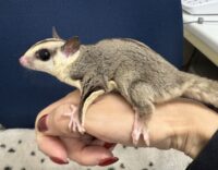 フクロモモンガの画像6