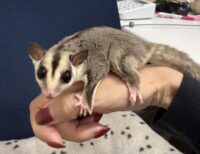 フクロモモンガの画像8