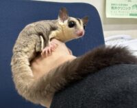 フクロモモンガの画像3