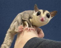 フクロモモンガの画像1