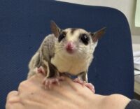 フクロモモンガの画像5