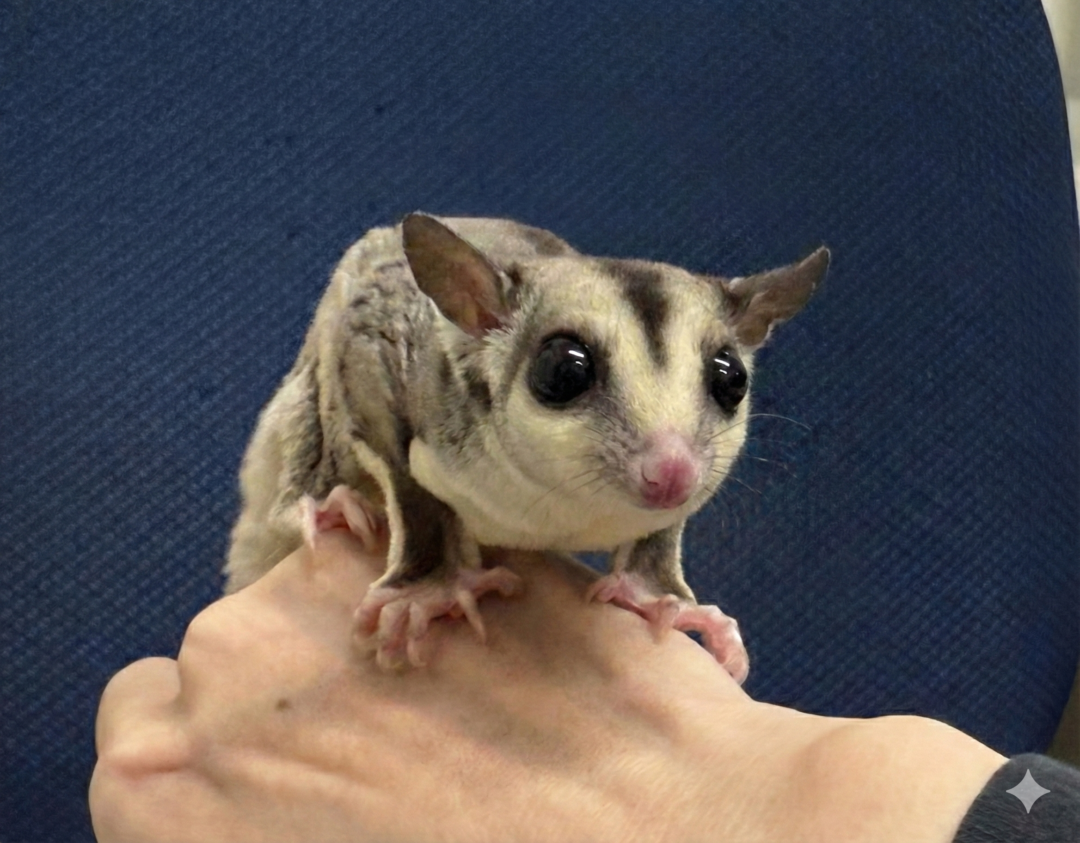 フクロモモンガのメイン画像