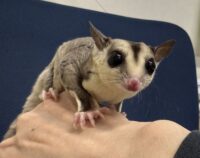 フクロモモンガの画像7