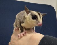 フクロモモンガの画像9