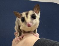 フクロモモンガの画像2