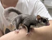 フクロモモンガ　タイCB♀の画像1