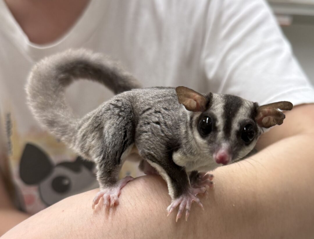 フクロモモンガ　タイCB♀のメイン画像