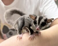 フクロモモンガ　タイCB♀の画像4