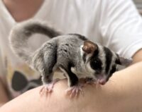 フクロモモンガ　タイCB♀の画像3