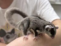 フクロモモンガ　タイCB♀の画像5