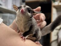 フクロモモンガ　タイCB♀の画像6