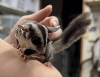 フクロモモンガ　タイCB♀の画像7