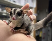 フクロモモンガ　タイCB♀の画像2