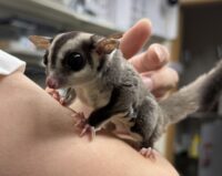 フクロモモンガ　タイCB♀の画像8