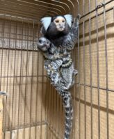 超レア！国産コモンマーモセットのベビーの画像10