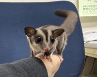 フクロモモンガの画像2