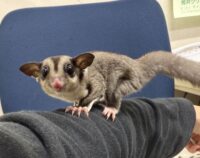 フクロモモンガの画像3