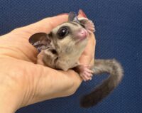 フクロモモンガの画像4