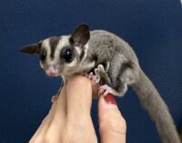 フクロモモンガの画像5