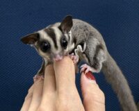 フクロモモンガの画像8