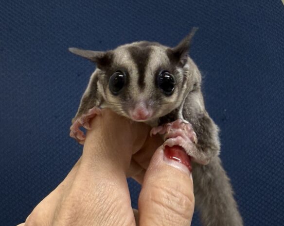 フクロモモンガのメイン画像