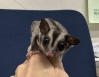 フクロモモンガの画像12