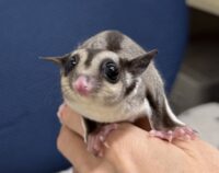 フクロモモンガの画像10