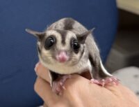 フクロモモンガの画像1